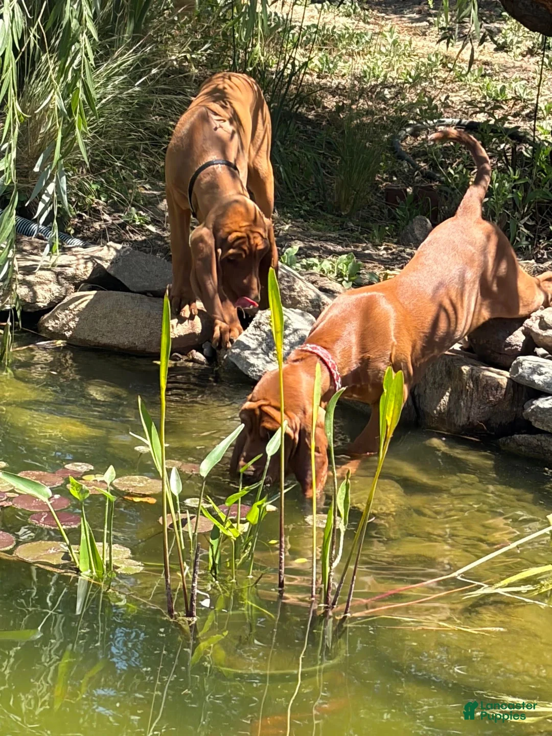 Redbone Coonhound dogs for sale: Hazel - Ad 4