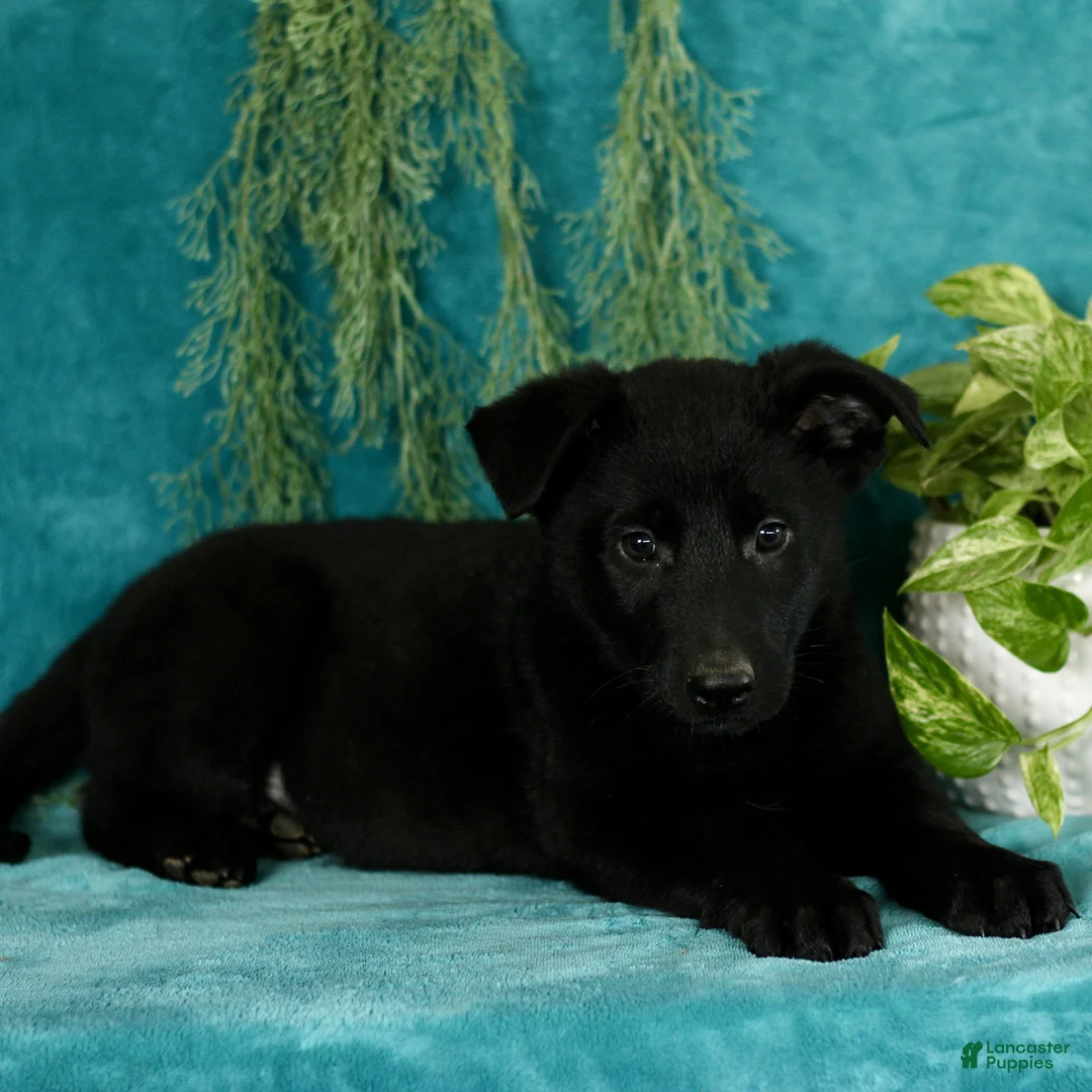 German Shepherd dogs for sale: Toby  - Ad 3