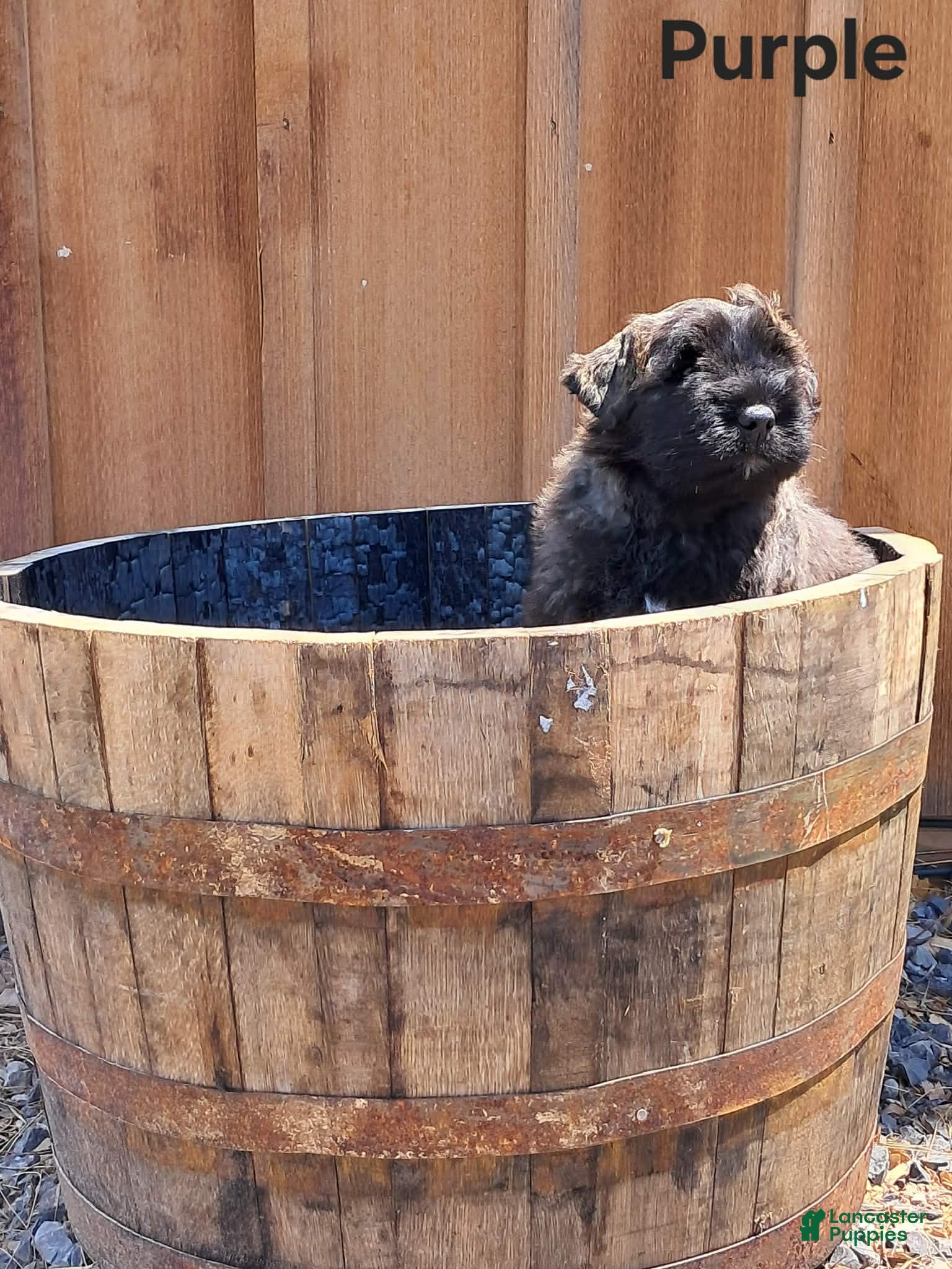 Bouvier Des Flandres dogs Bouvier Des Flandres Puppy 2 - Ad 2