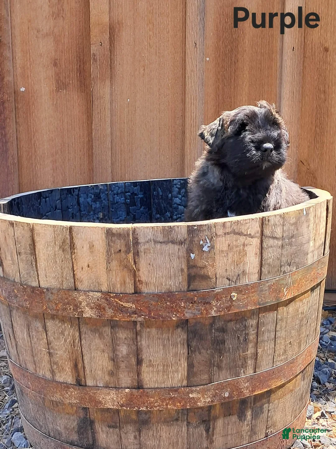 Bouvier Des Flandres dogs for sale: Bouvier Des Flandres Puppy 2 - Ad 1