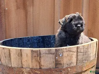 Bouvier Des Flandres dogs Bouvier Des Flandres Puppy 2 - Ad 1
