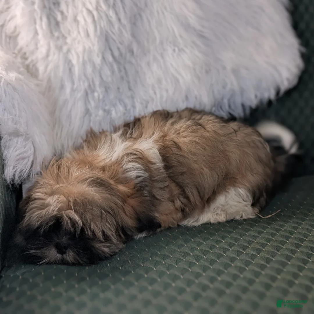 Shih Tzu dogs for sale: Star - Ad 2