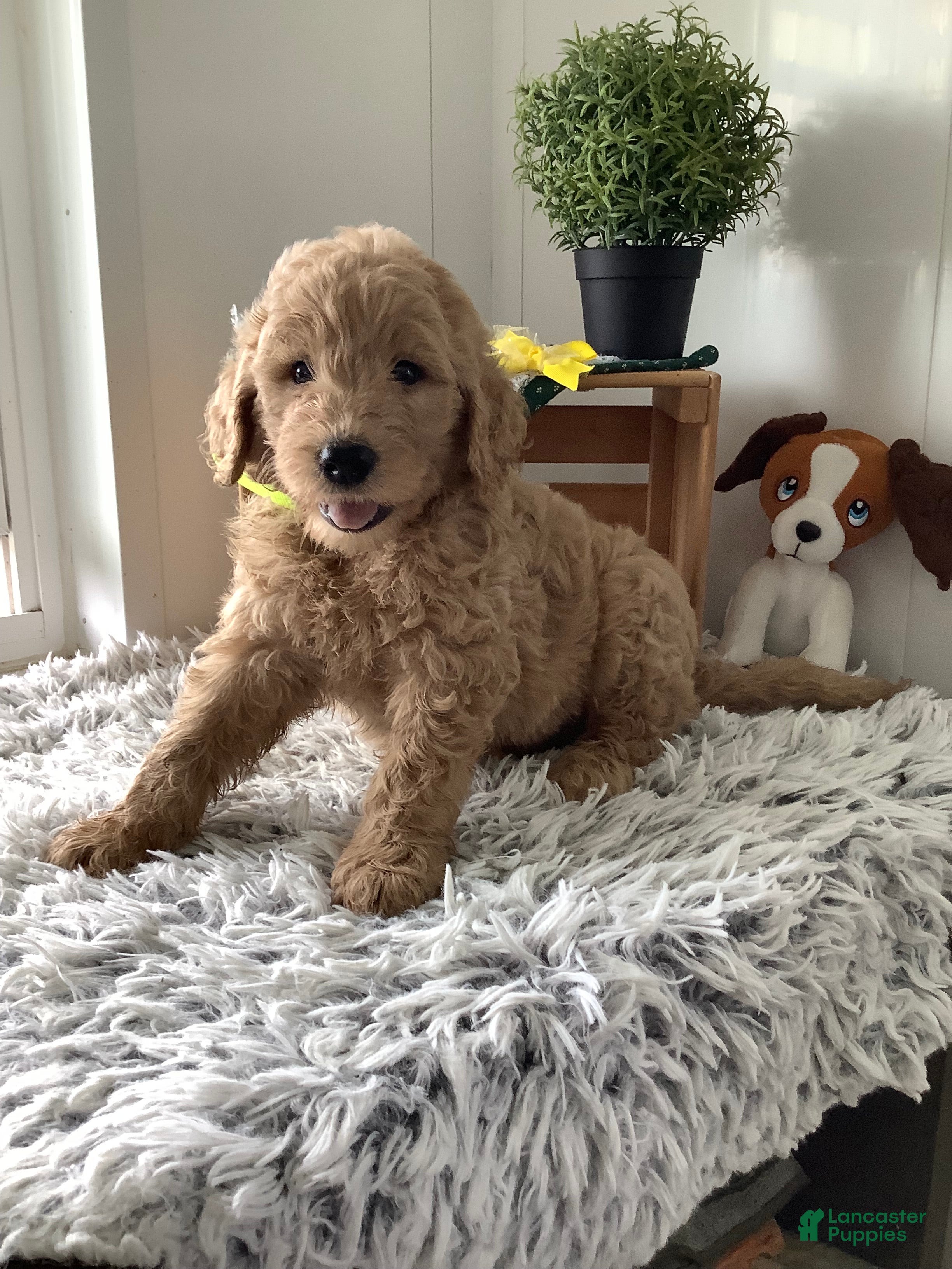 Goldendoodle dogs Goldendoodle 3 Ryan - F1b  - Ad 1