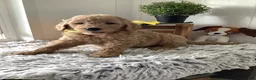 Goldendoodle dogs for sale: Goldendoodle 3 Ryan - F1b  - Ad 1