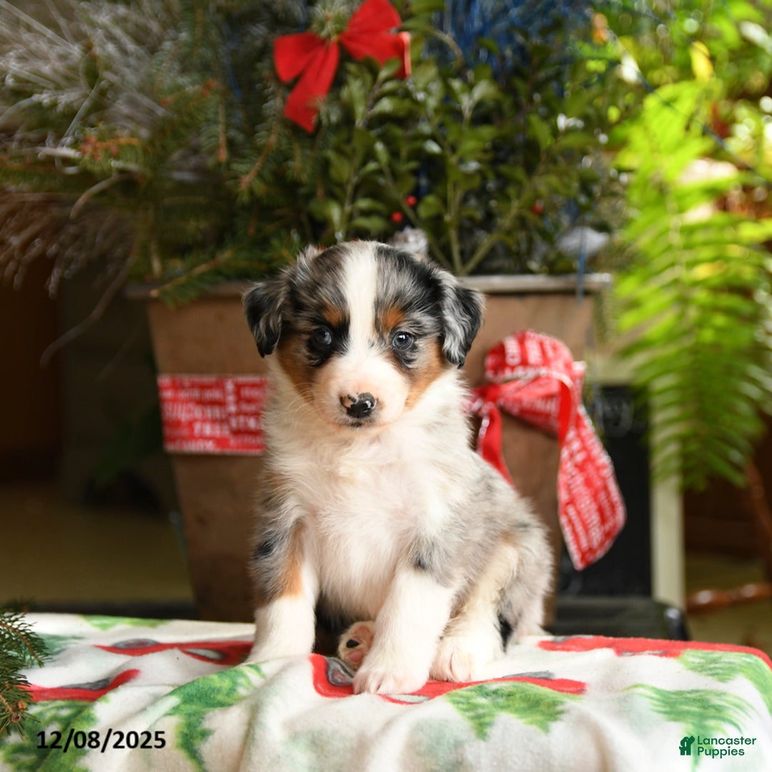 Australian Shepherd dogs for sale: Affinity - Ad 2