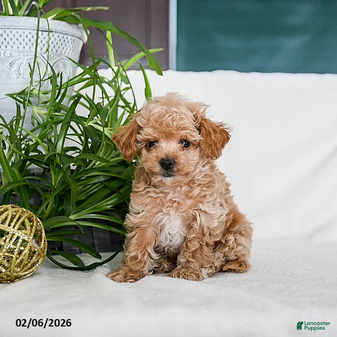 Maltipoo dogs for sale: Bolt - Ad 2