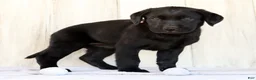 Labrador Retriever dogs for sale: Ariel - Ad 4