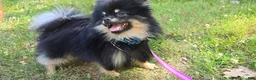 Pomeranian dogs for sale: Pomeranian 1 - Ad 4