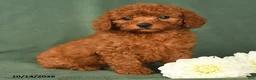 Toy Poodle dogs for sale: Hailey - Ad 3