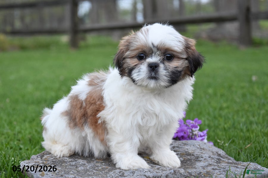 Shih Tzu dogs Ginger - Ad 2