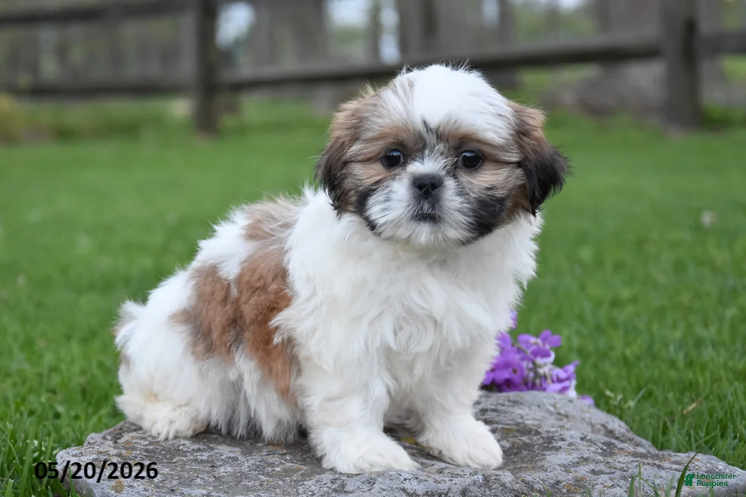 Shih Tzu dogs for sale: Ginger - Ad 2