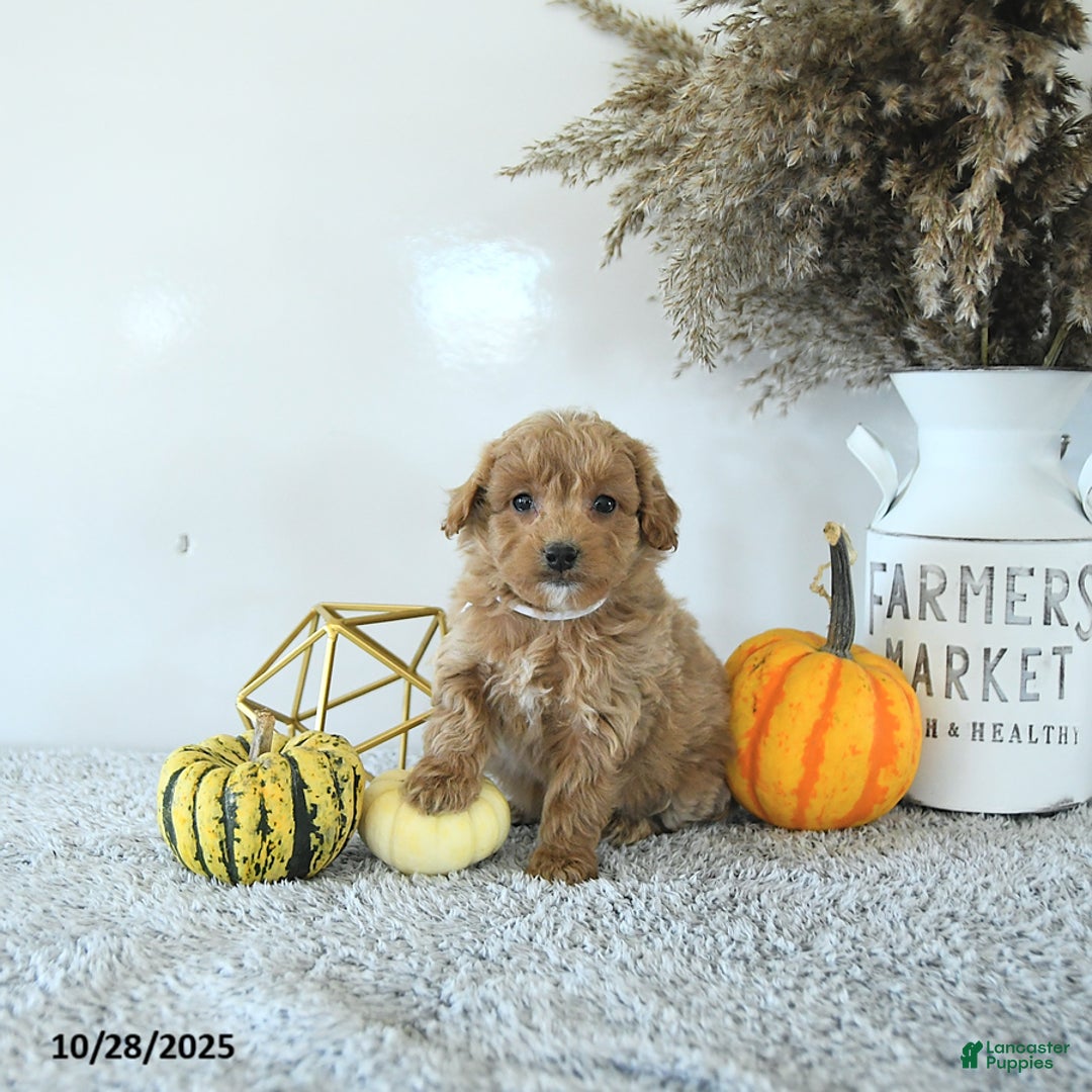 Kash for sale in Middlebury Lancaster Puppies