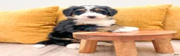 Mini Bernedoodle dogs for sale: King - Ad 3