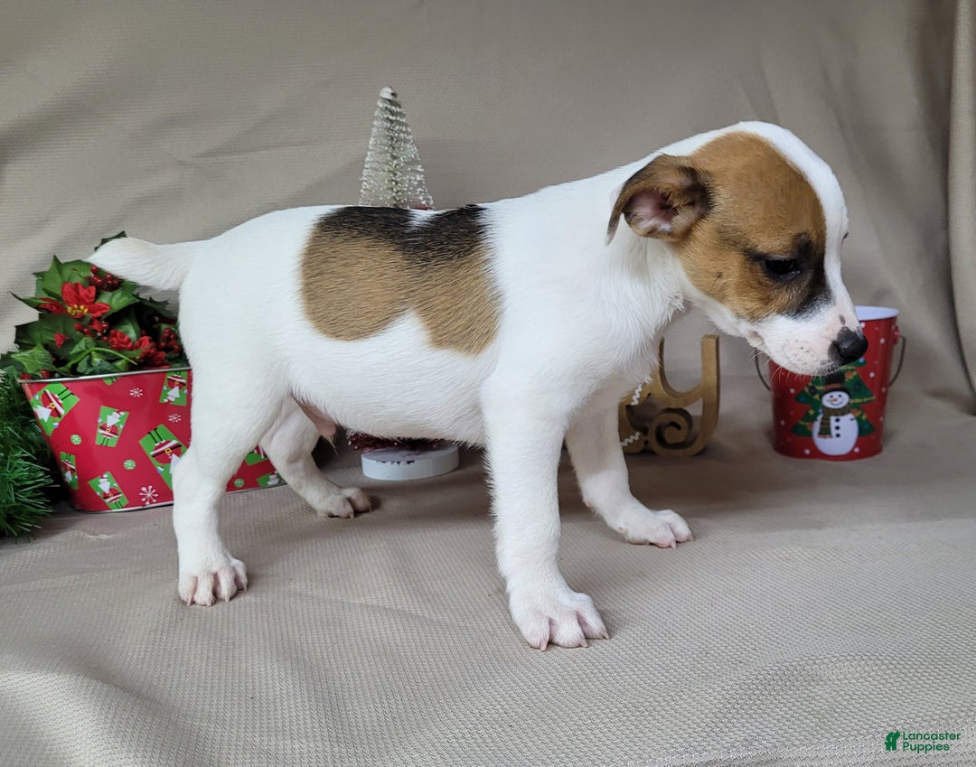 Jack Russell Terrier dogs for sale: FALCON of Westfork  - Ad 3