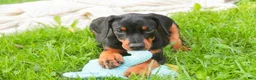 Doberman Pinscher dogs for sale: Reverie - Ad 6