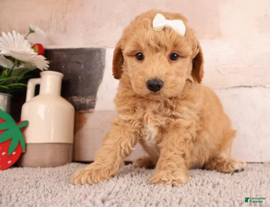 Goldendoodle dogs for sale: Goldendoodle Puppy 1 - Ad 1