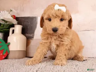 Goldendoodle dogs Goldendoodle Puppy 1 - Ad 30