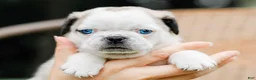 Pug dogs for sale: Jabez - Ad 4