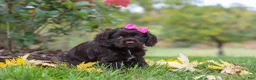 Cocker Spaniel dogs for sale: Autumn - Ad 5