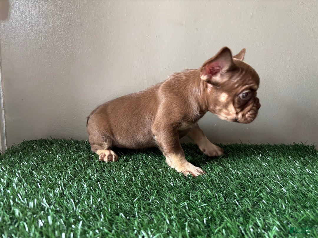 French Bulldog dogs for sale: French Bulldog Puppy 1 - Ad 4