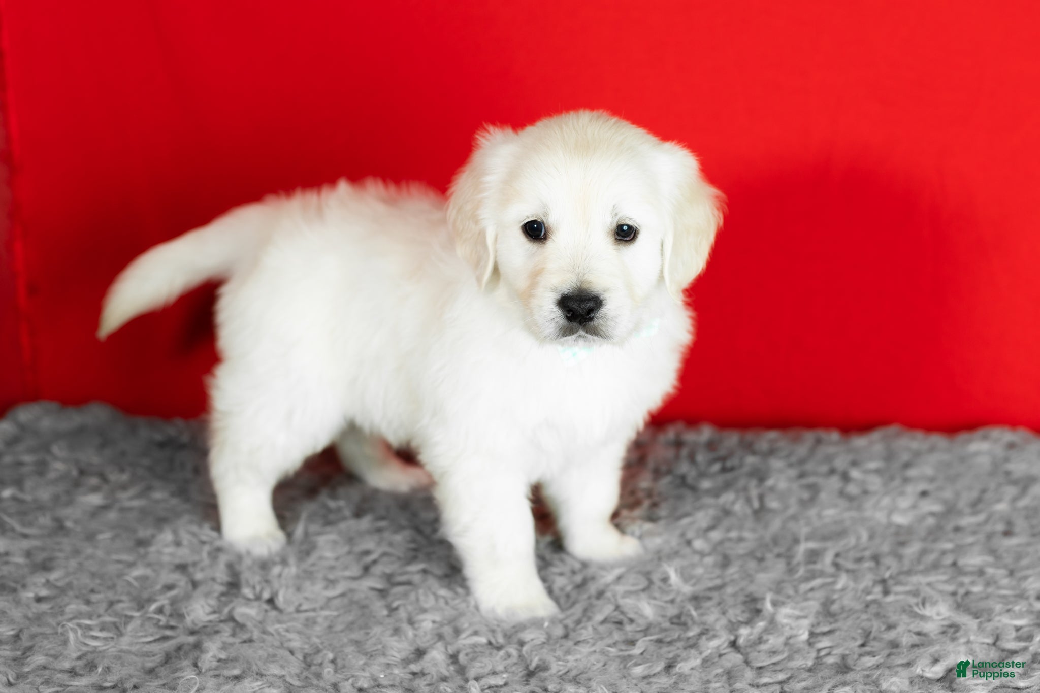 Golden Retriever dogs Bear - Ad 1