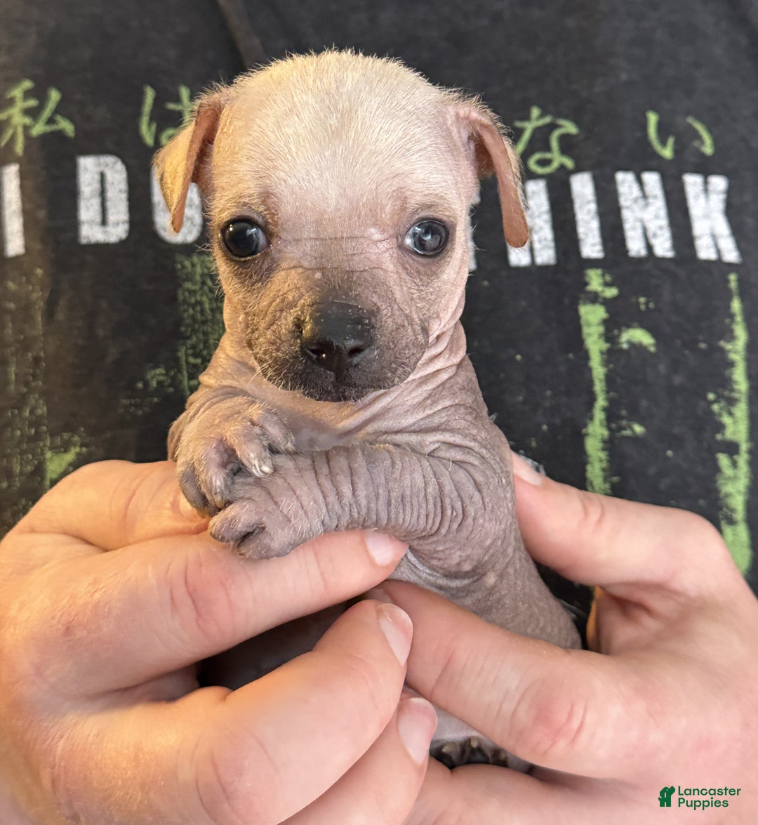 Mixed Breed dogs for sale: Ramstein  - Ad 1