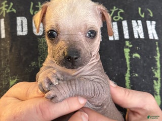 Mixed Breed dogs Ramstein - Ad 23