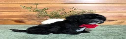 Shihpoo dogs for sale: Jett - Ad 3