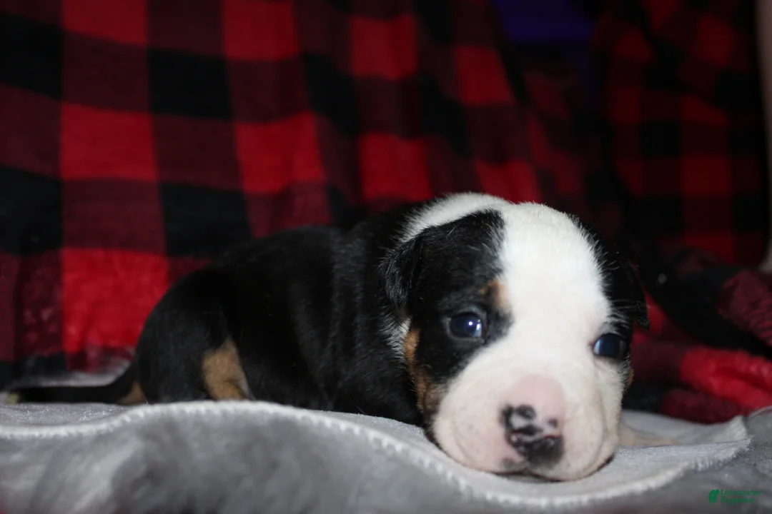 American Bully dogs for sale: Oreo - Ad 6