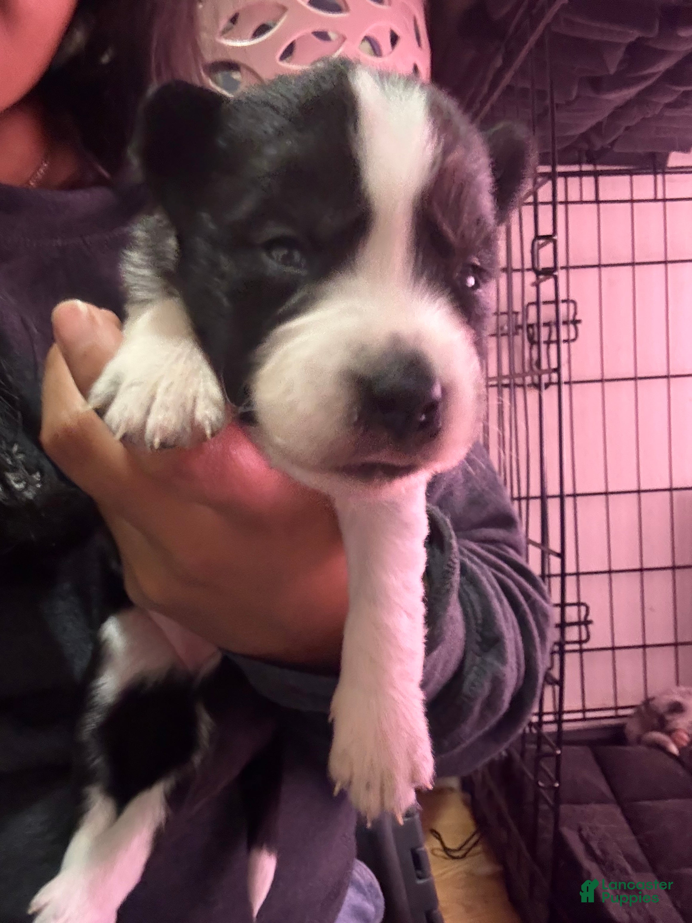 Mixed Breed dogs Boa - Black and white - Ad 25