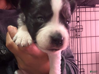 Mixed Breed dogs Boa - Black and white - Ad 39
