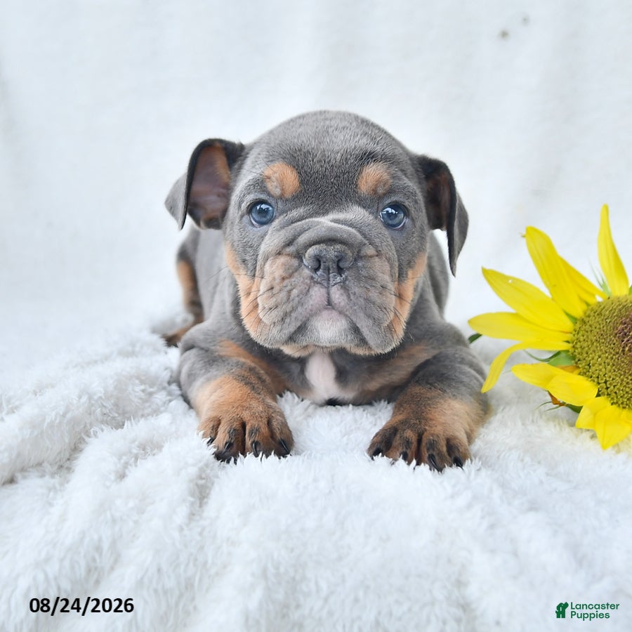 Olde English Bulldogge dogs Dixie - Ad 1