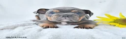 Olde English Bulldogge dogs for sale: Dixie - Ad 1