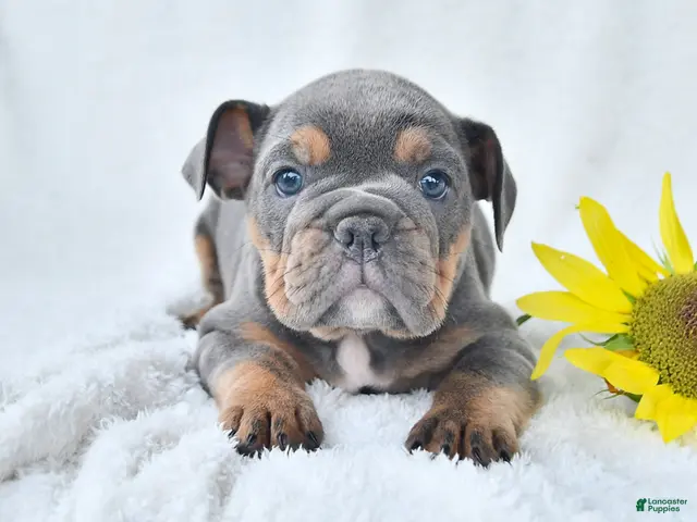 Olde English Bulldogge dogs for sale: Dixie - Ad 1