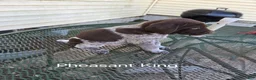 German Shorthaired Pointer dogs for sale: Pheasant King  - Ad 3