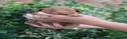 Mixed Breed dogs for sale: Ginny - Ad 5
