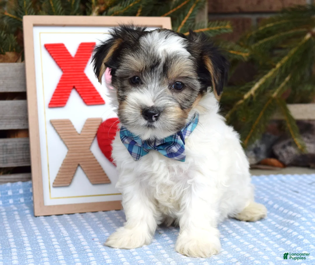 Yorkshire Terrier dogs for sale: Patrick  - Ad 4