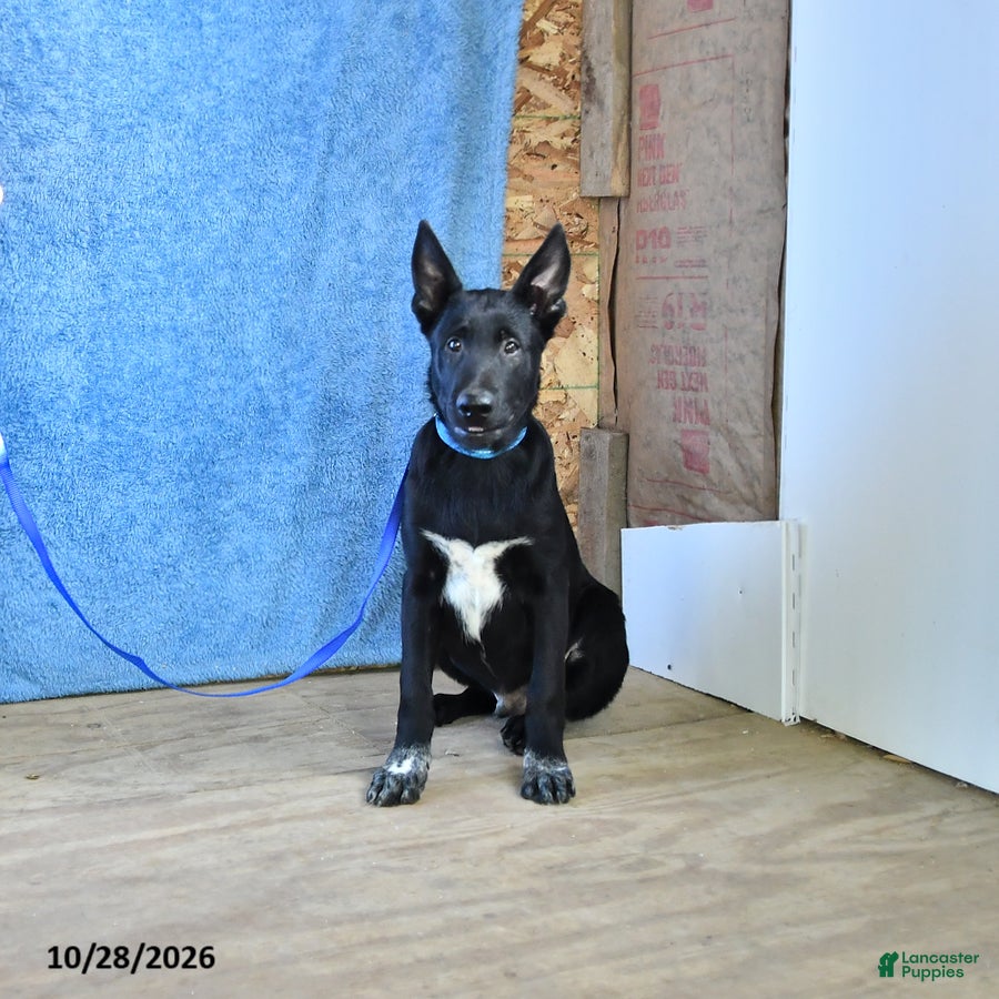 Belgian Malinois dogs for sale: Draco - Ad 1