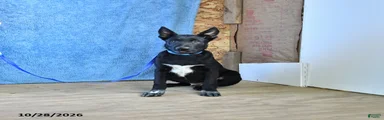 Draco