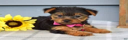 Yorkshire Terrier dogs for sale: Amelia - Ad 6