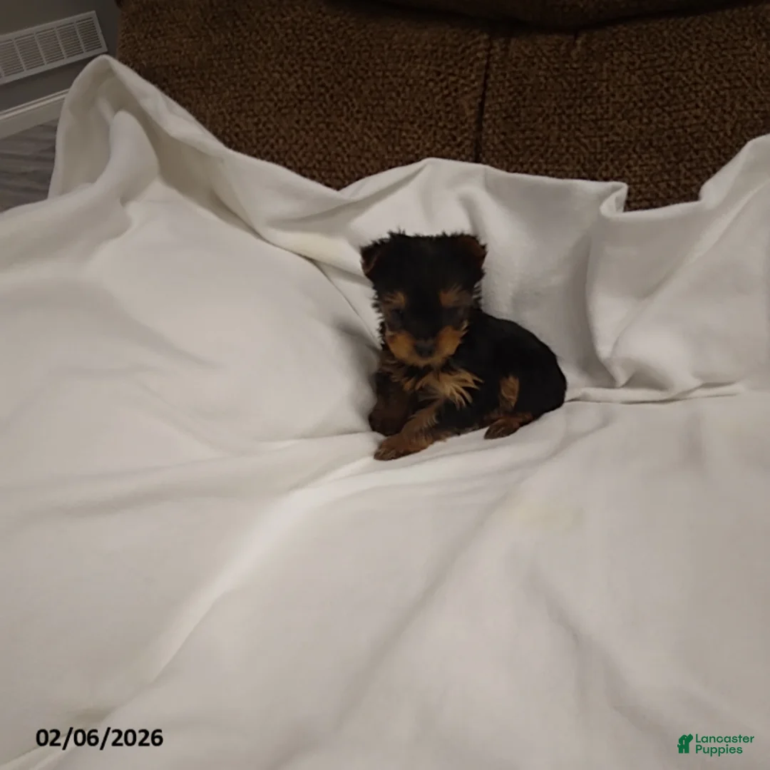 Yorkshire Terrier dogs for sale: Milo - Ad 3