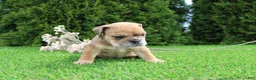 English Bulldog dogs for sale: Dash - Ad 10