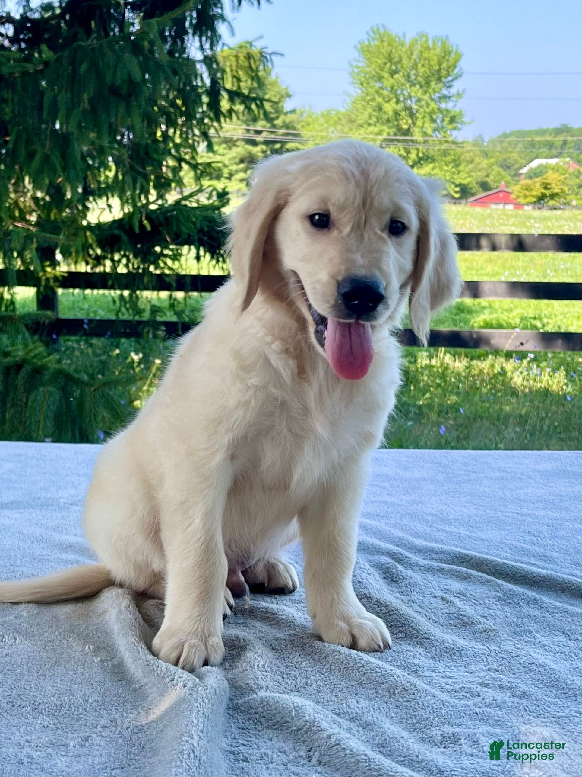 Golden Retriever dogs Otis - Ad 1