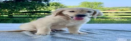 Golden Retriever dogs for sale: Otis - Ad 1