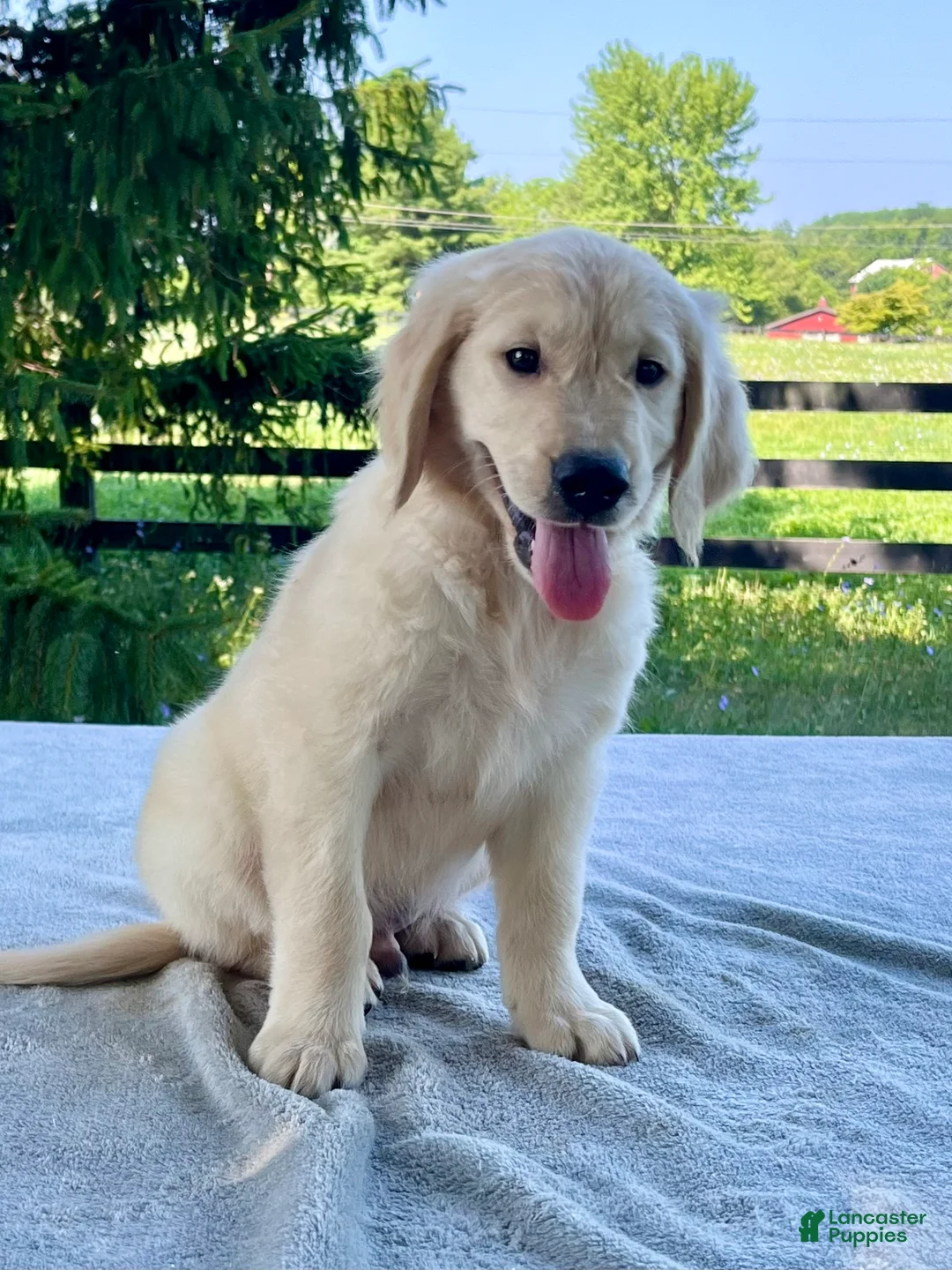 Golden Retriever dogs for sale: Otis - Ad 1