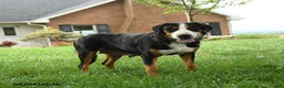 Greater Swiss Mountain Dog dogs for sale: Elisha - Ad 4