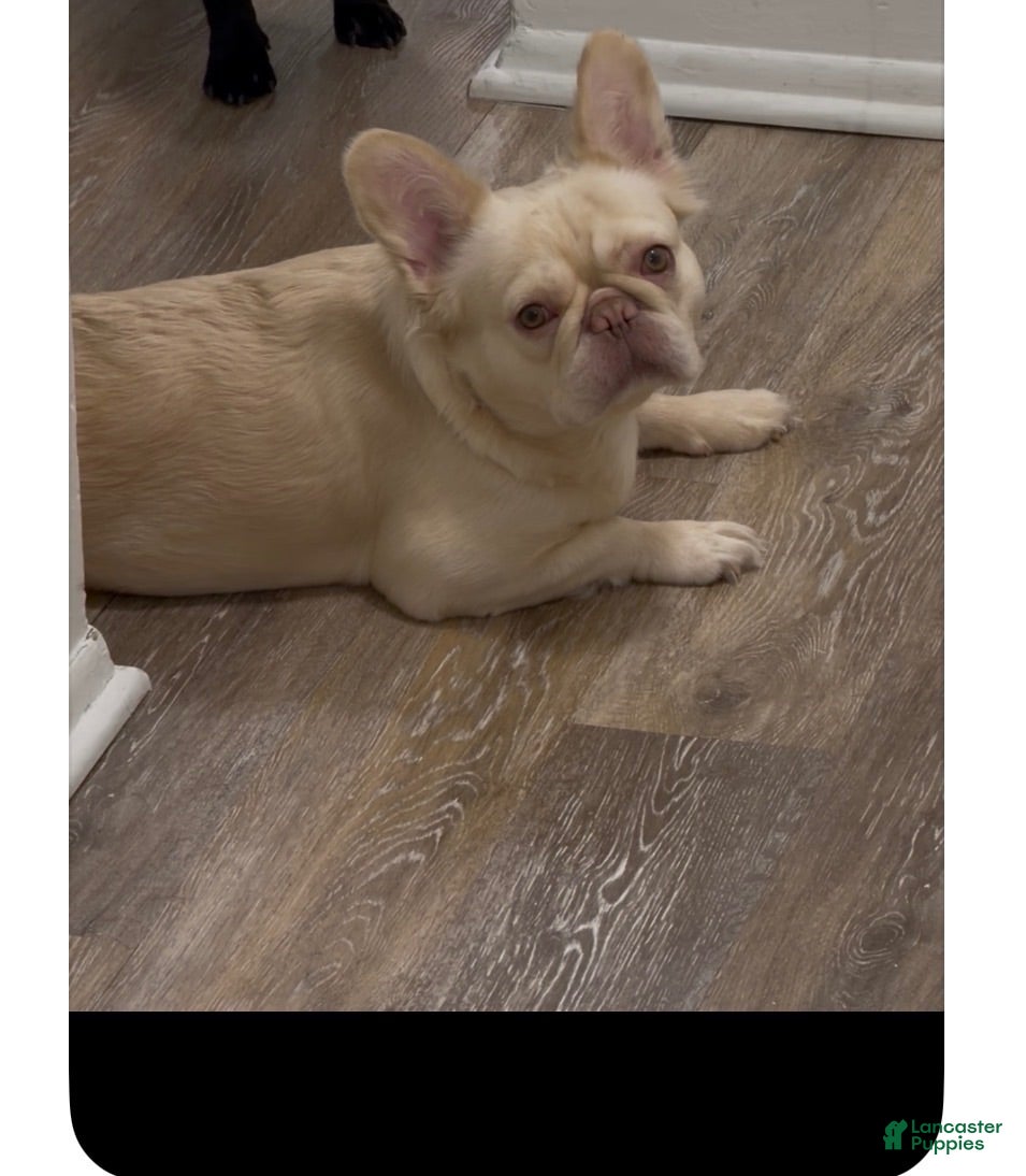 French Bulldog dogs French Bulldog 6 - Ad 2
