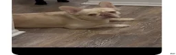 French Bulldog dogs for sale: French Bulldog 5 - Ad 2
