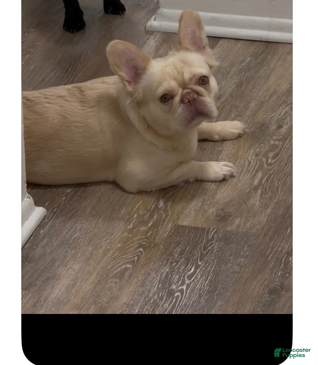 French Bulldog dogs for sale: French Bulldog 5 - Ad 2
