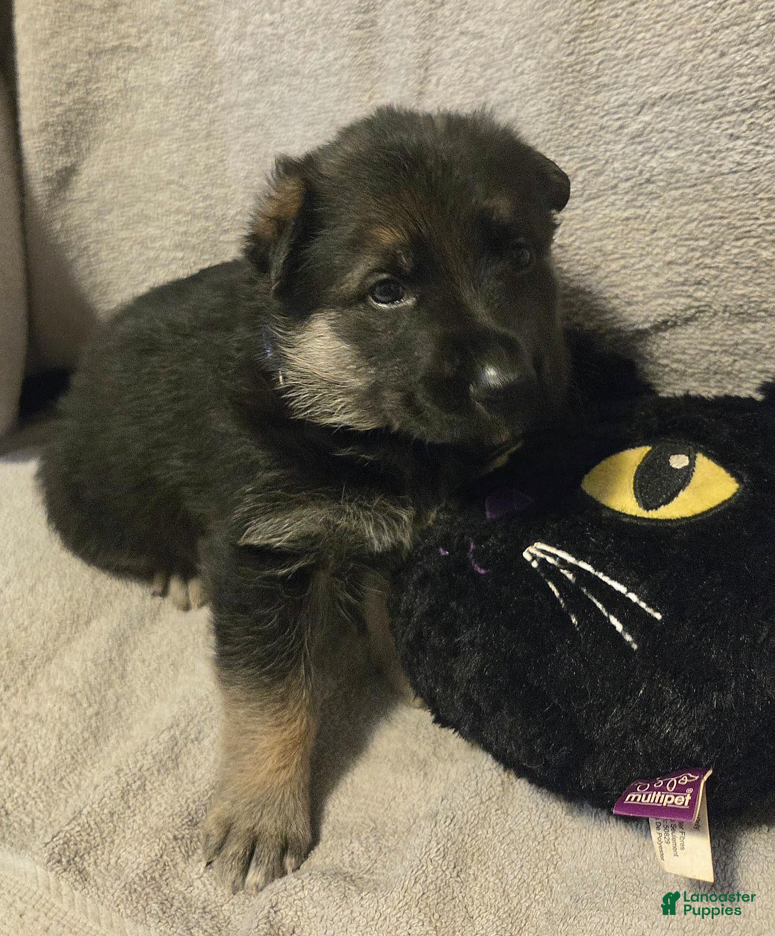 German Shepherd dogs Asher - Ad 2